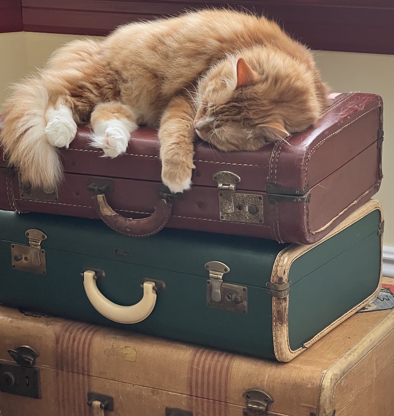 my cat on my old suitcases