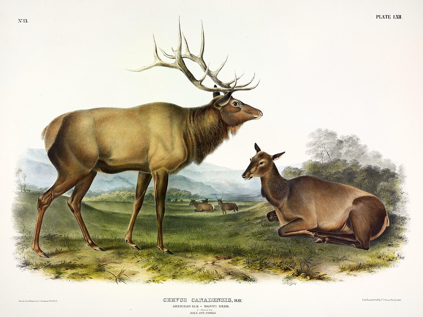 John James Audubon illustration of bull Eastern elk and female in a green and natural environment. Detwiler Run Natural area - Trees and folliage, Pennsylvania #AmericanRevolution #DeclarationOfIndependence #PennsylvaniaWildlife #ElkHistory #ColonialAmerica #America250 #HistoricalFiction #WildlifeExtinction #Pennsylvania #CarryingIndependence #1776 #RevolutionaryWar #AmericanHistory #WildlifeConservation #ExtinctAnimals Revolutionary War Pennsylvania Wilderness