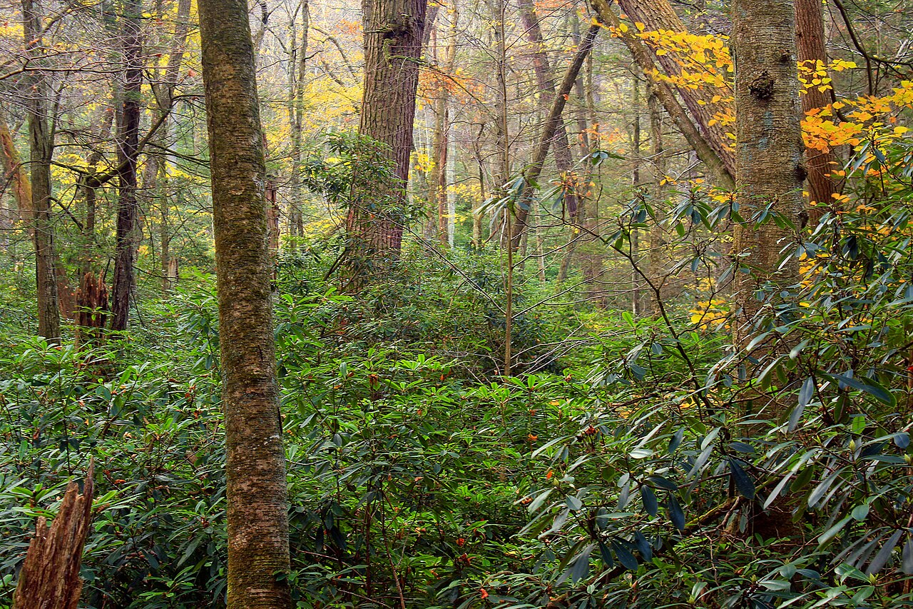 Detwiler Run Natural area - Trees and folliage, Pennsylvania #AmericanRevolution #DeclarationOfIndependence #PennsylvaniaWildlife #ElkHistory #ColonialAmerica #America250 #HistoricalFiction #WildlifeExtinction #Pennsylvania #CarryingIndependence #1776 #RevolutionaryWar #AmericanHistory #WildlifeConservation #ExtinctAnimals Revolutionary War Pennsylvania Wilderness